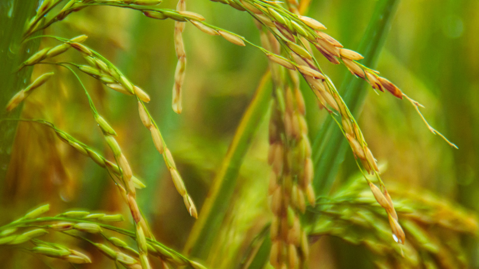 Cultivating the future: Eco-sustainability in rice irrigation