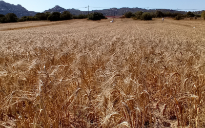 L’Agricoltura di Precisione rivoluziona la Coltivazione del Grano